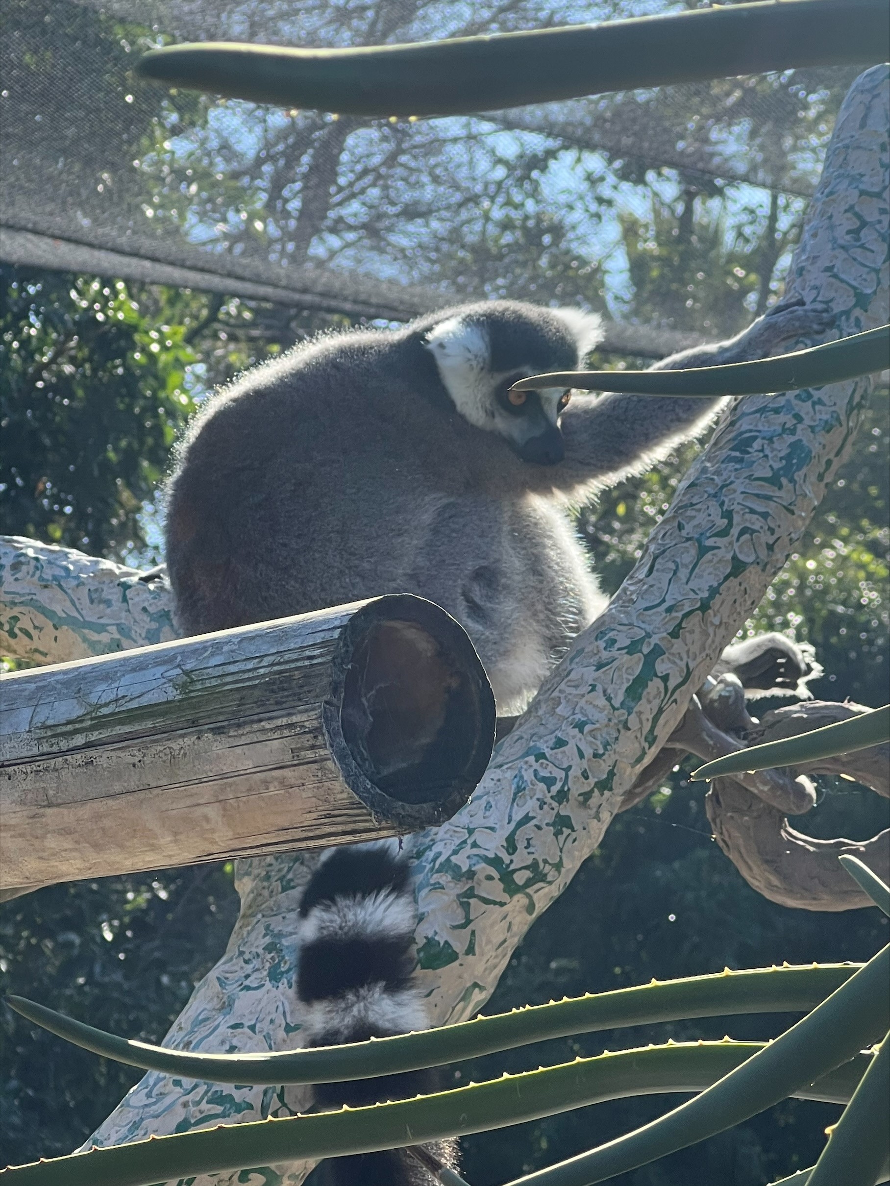 /uploaded_files/media/gallery/1659494484zoo 15.jpg